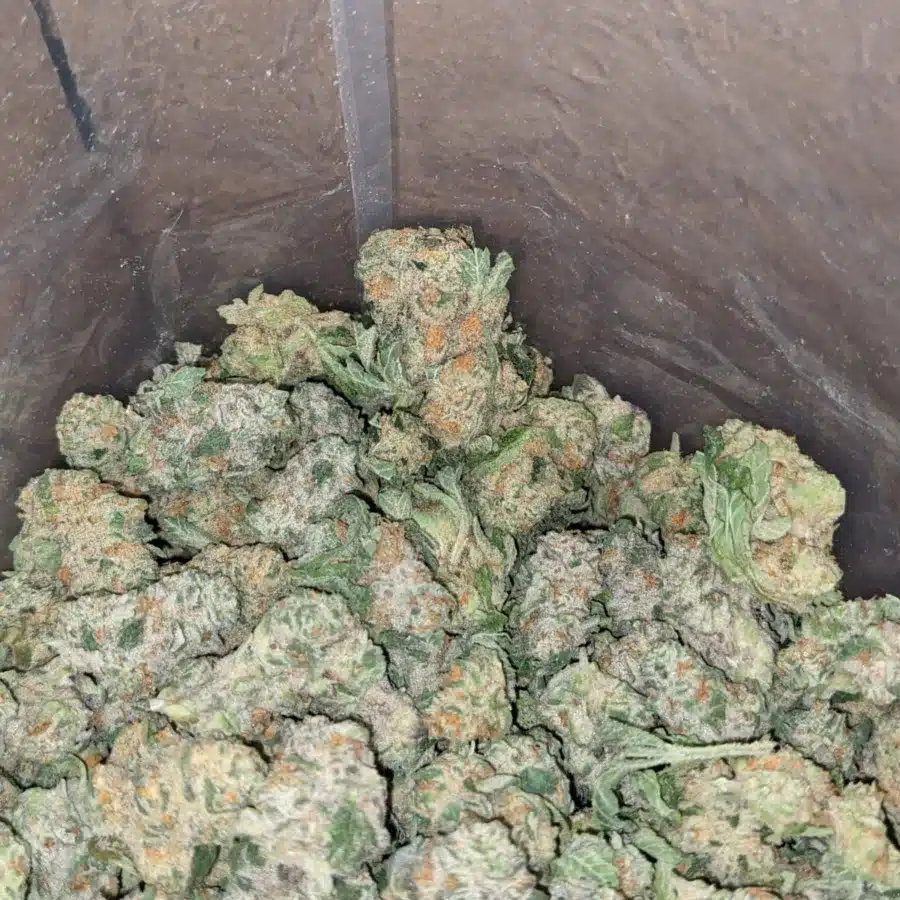 Fruit Pebbles Smalls 3 I Fruity Pebbles (Smalls)
