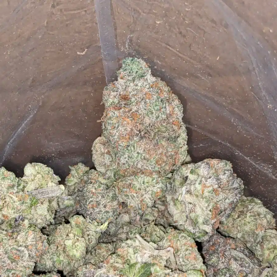 Fruit punch 4 I Fruit Punch