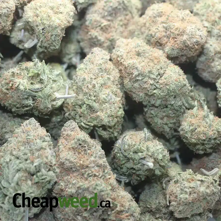 GELATO 1 I Gelato