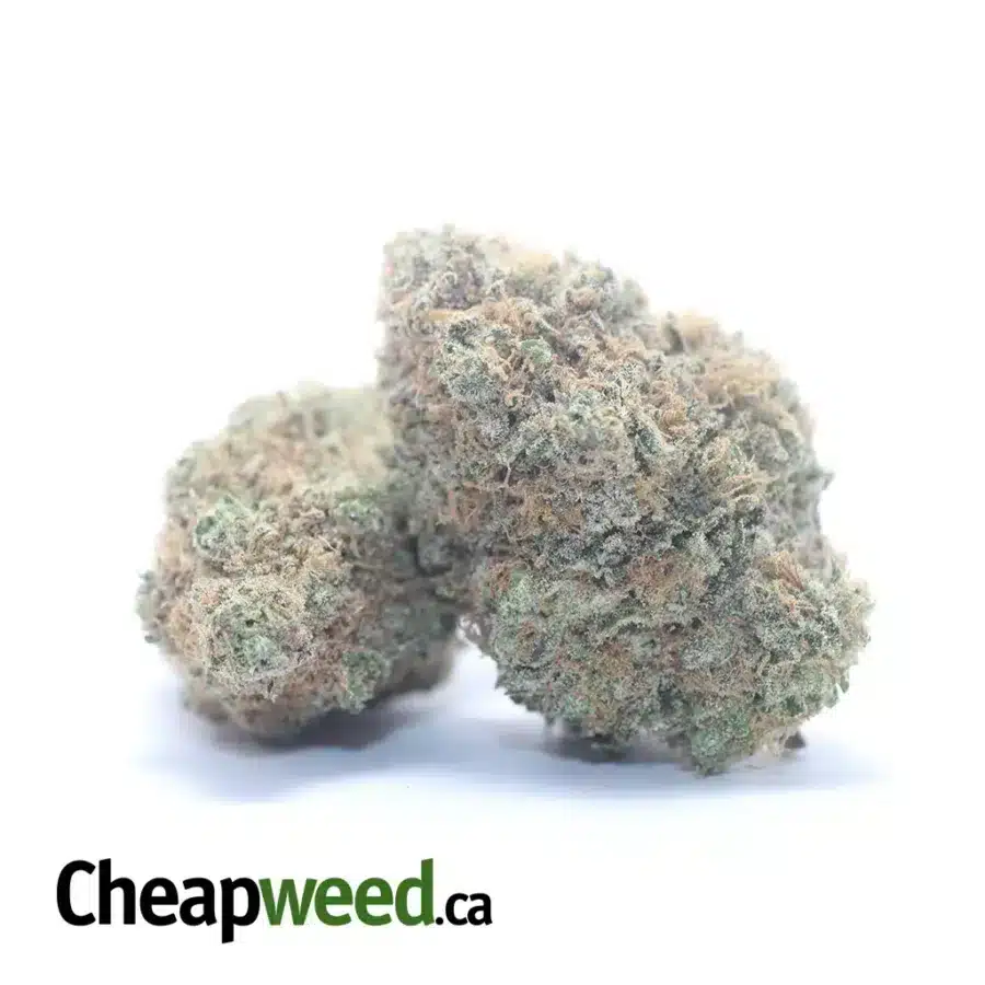 GELATO 3 I Gelato
