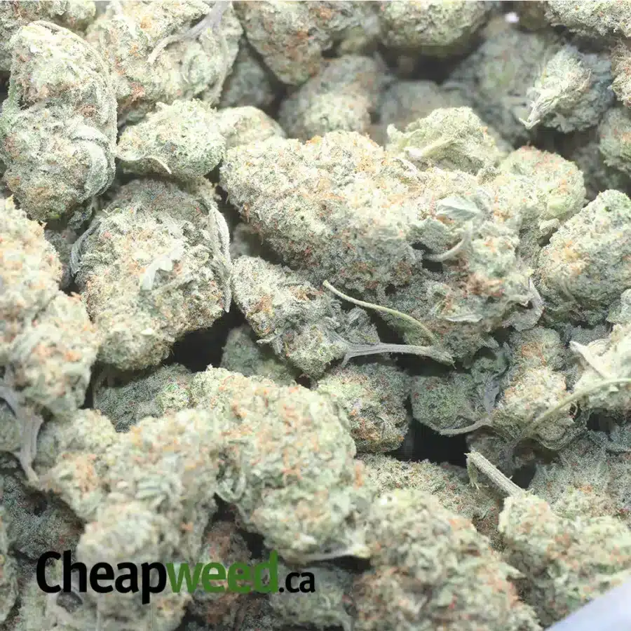 GIRL SCOUT COOKIES 1 I $ 54 Oz - Girl Scout Cookies
