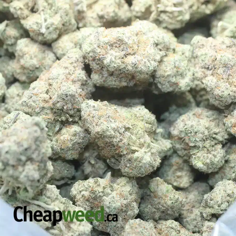 GUSHERS 1 I $ 55 Oz - Gushers