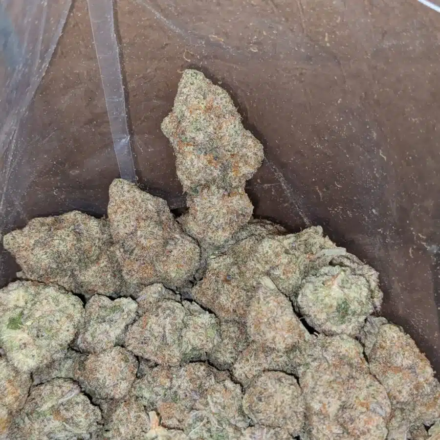 Ghost cookies 1 1 I Great White Shark