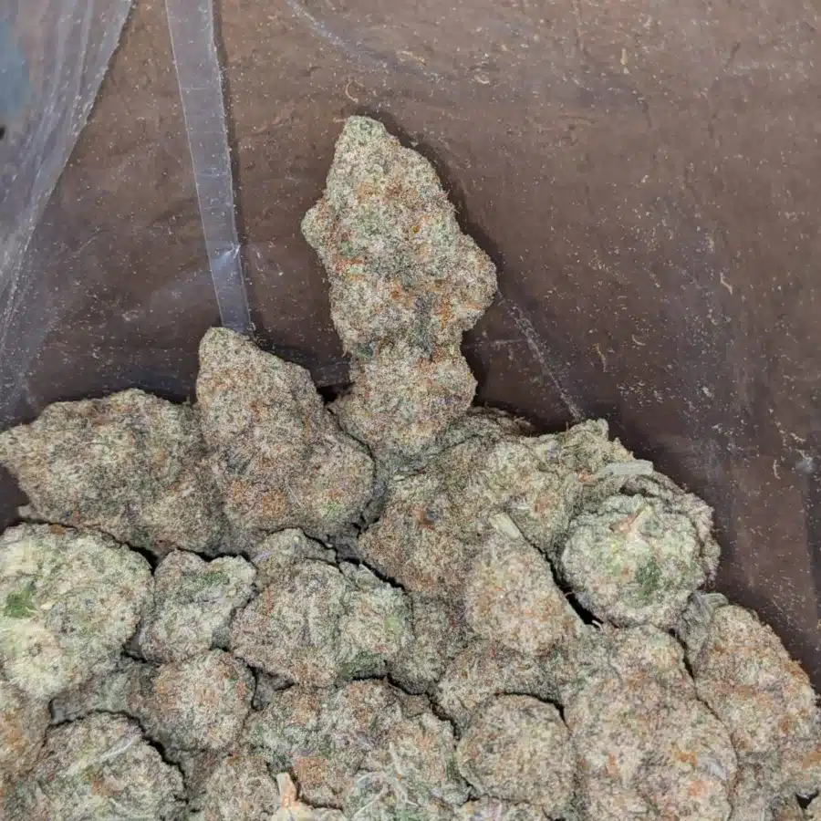 Ghost cookies 4 I Great White Shark
