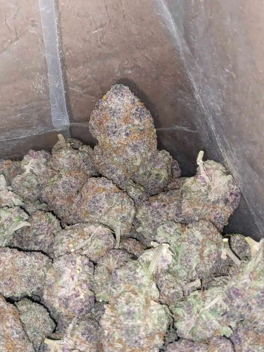 Buy Bulk Grape God Strain - Cheap Weed Pounds & Reviews