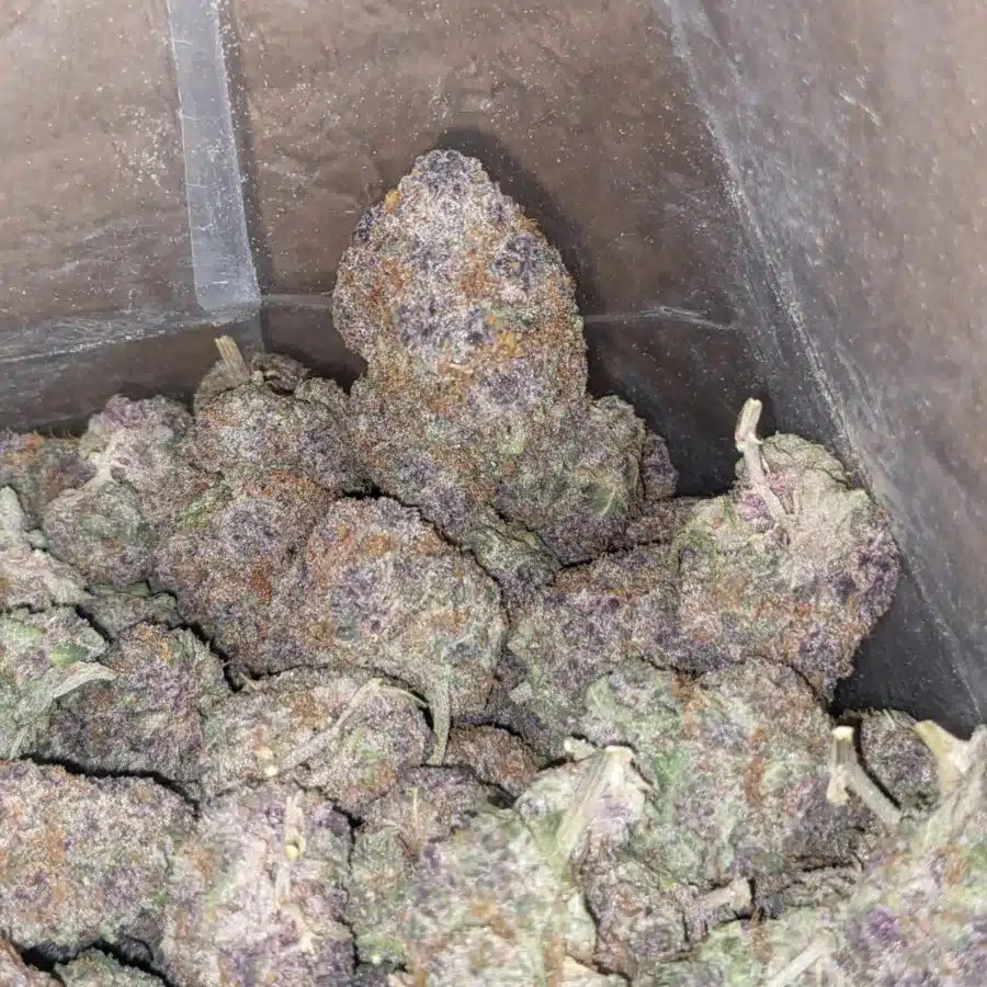 Grape God 1 1 I Grape God