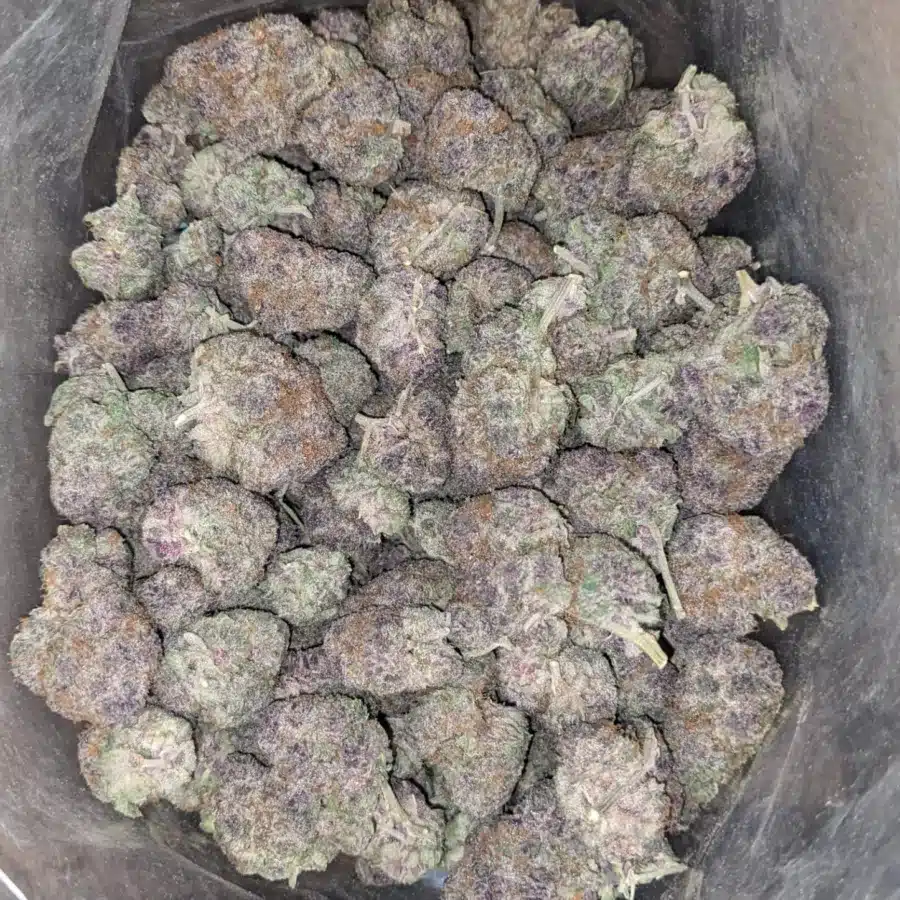 Grape God 2 1 I Grape God