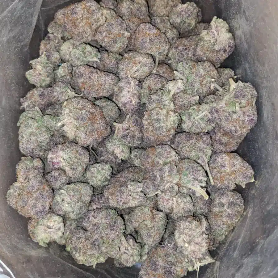 Grape God 3 1 I Grape God