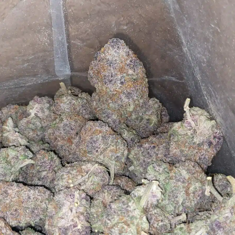 Grape God 4 I Grape God