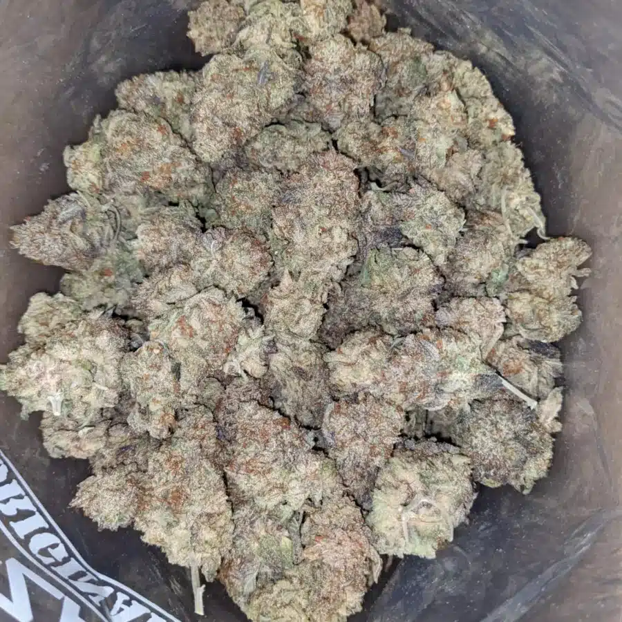 Jetfuel Gelato 1 I Jetfuel Gelato