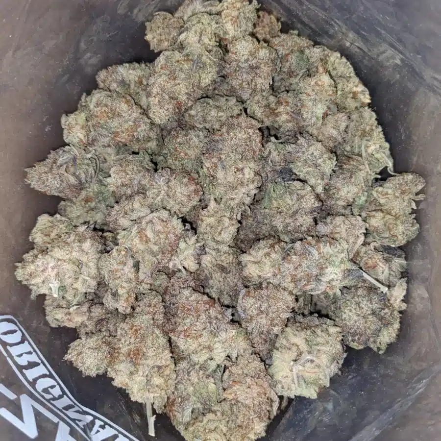 Jetfuel Gelato 2 I Jetfuel Gelato