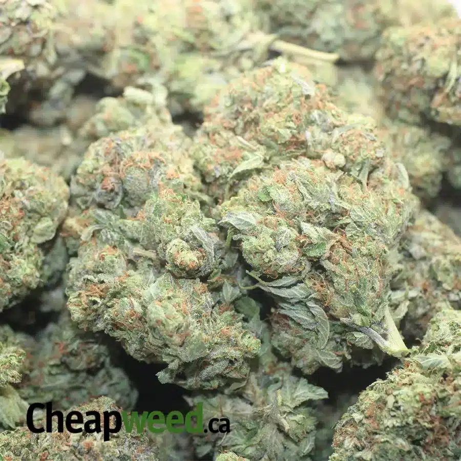 PINK CHEMDAWG 1 I Pink Chemdawg