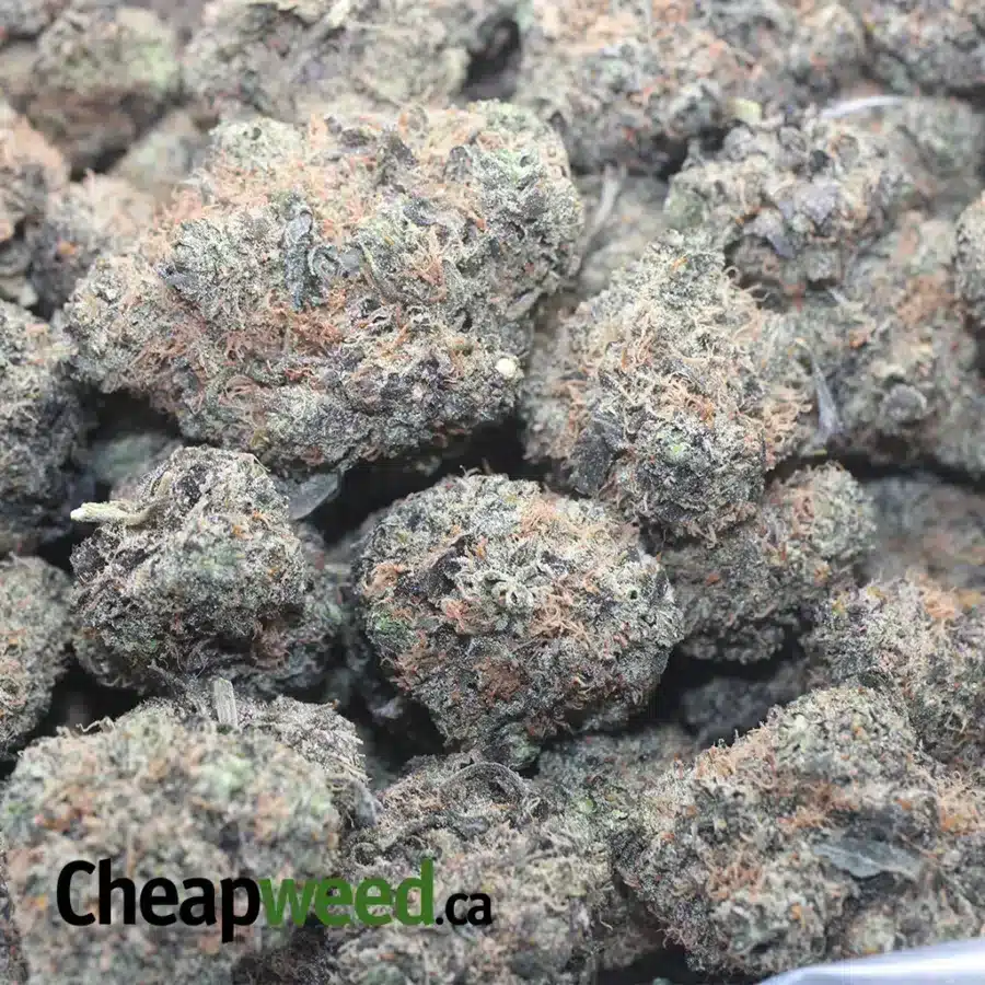 PURPLE ACAI BERRY 1 1 I Purple Acai Berry #2