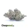 Ayahuasca Purple