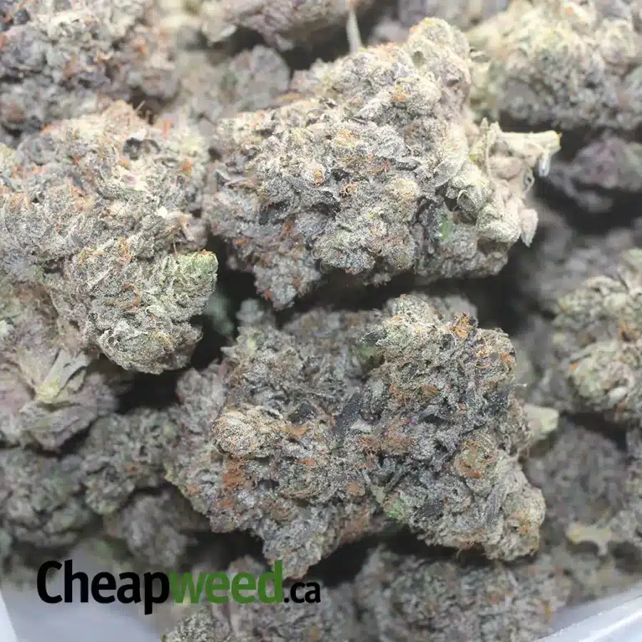 PURPLE BUBBA 1 I Purple Bubba
