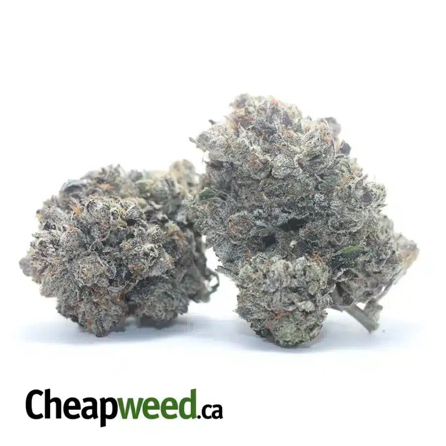 PURPLE BUBBA 3 I Purple Bubba