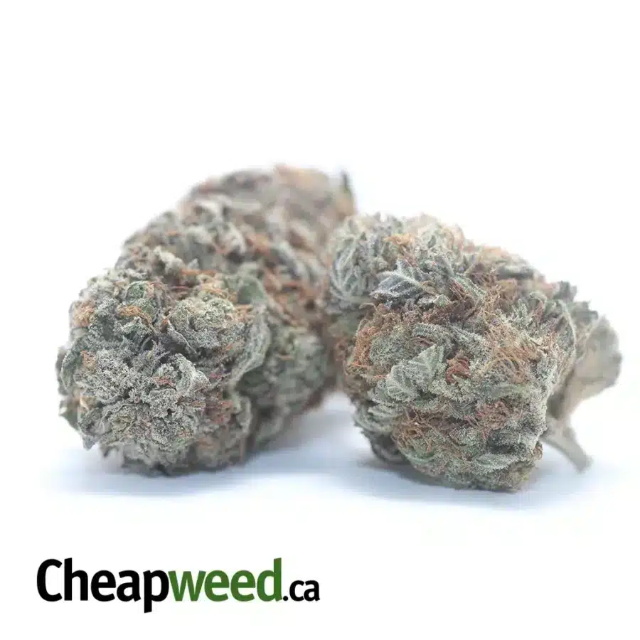 Alternative view of Purple Huckleberry
