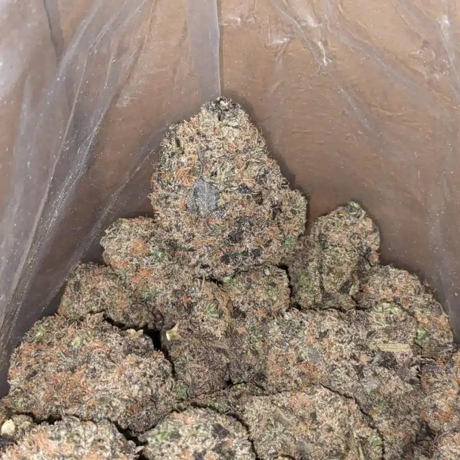 Purple Acai Berry 4 I Purple Acai Berry #2
