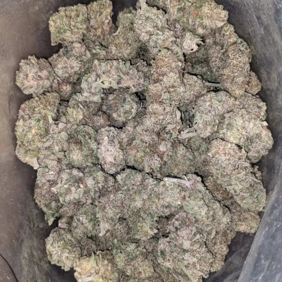Purple Stardawg - Image 5