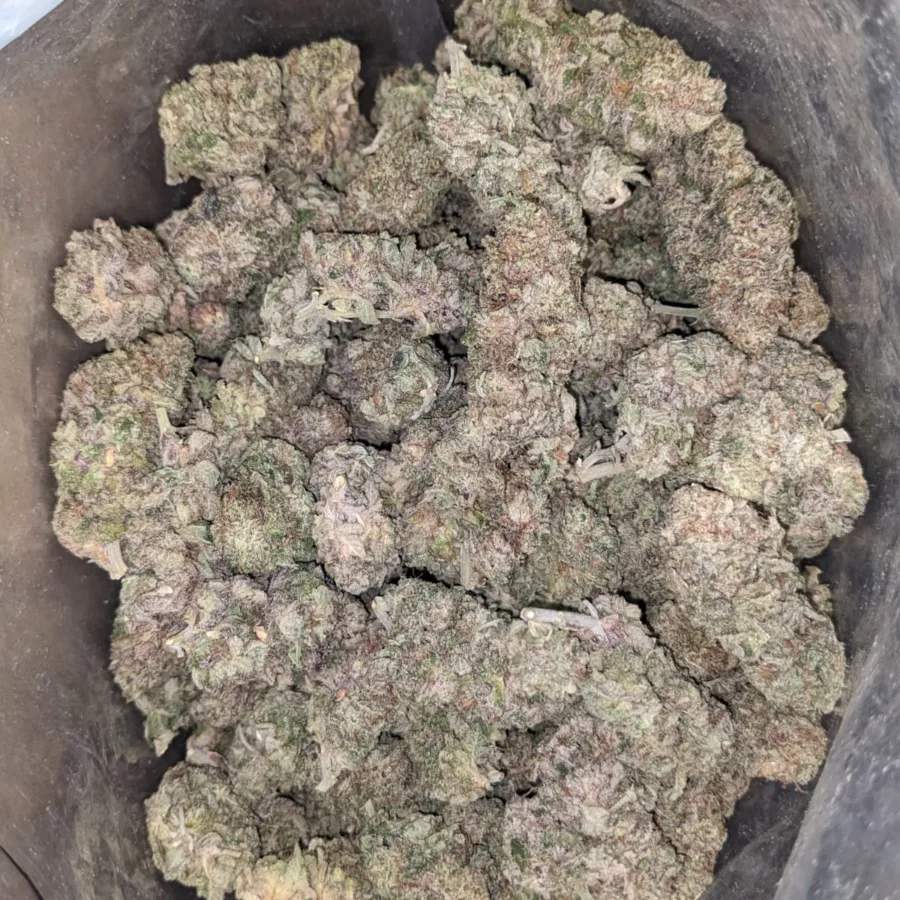 Purple Stardawg - Image 6