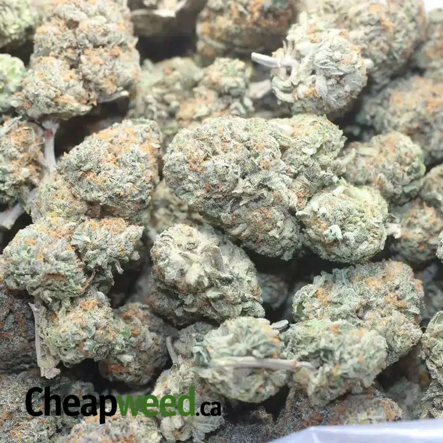 RUNTZ 1 1 I $ 53 Oz - Runtz