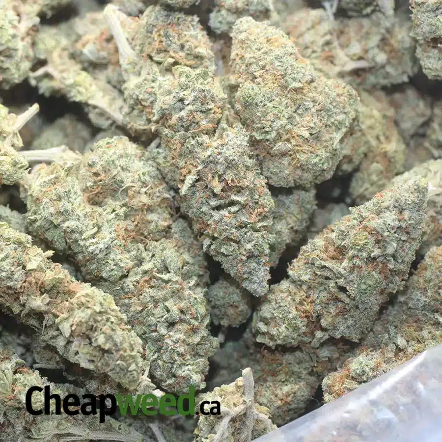 SKUNK 1 I Lemon Skunk