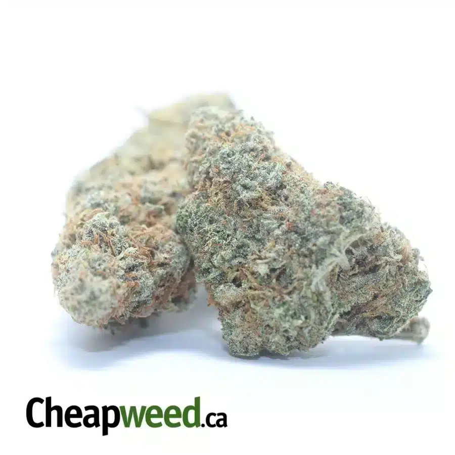 Alternative view of Lemon Skunk