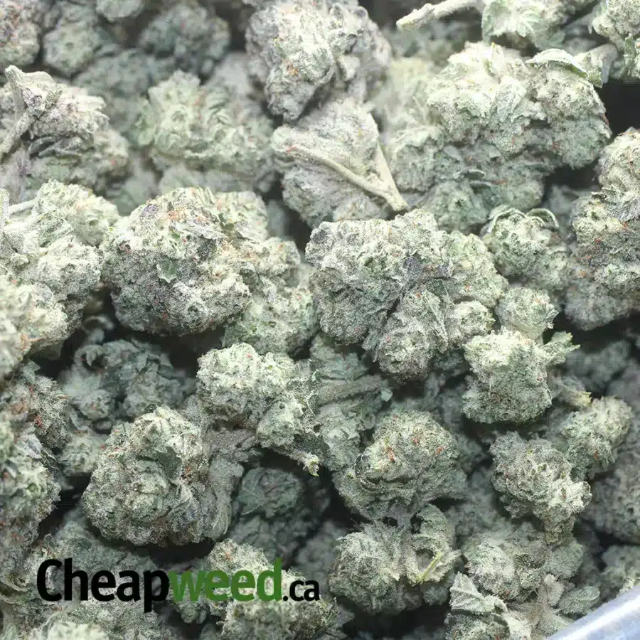 SNOW WHITE 1 I $ 56 Oz - Snow White