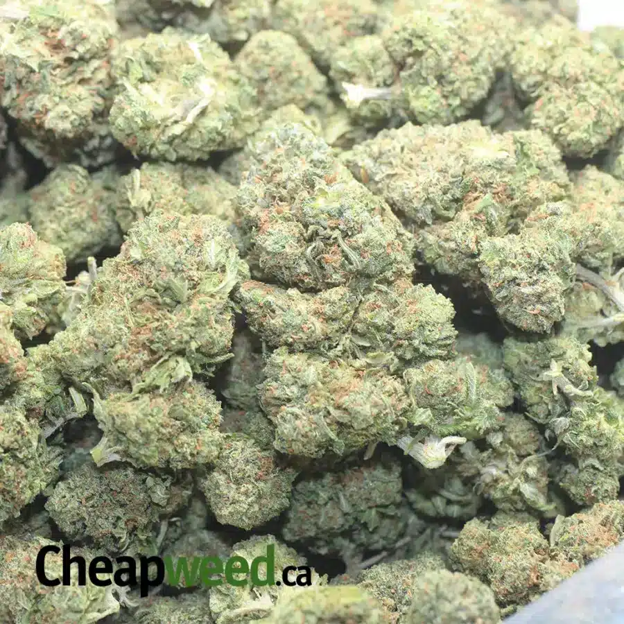 STINKY PINK 1 I Stinky Pink