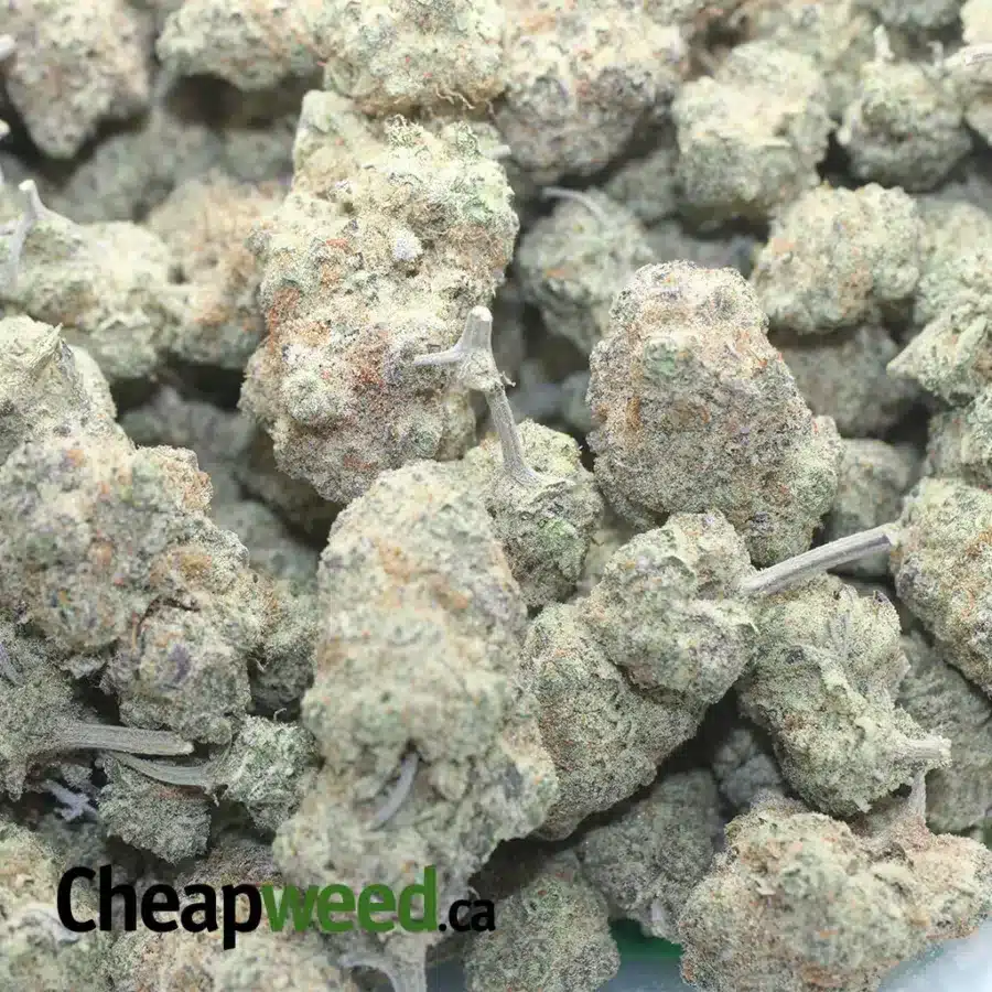 STRAWBERRY AMNESIA 1 I Strawberry Amnesia