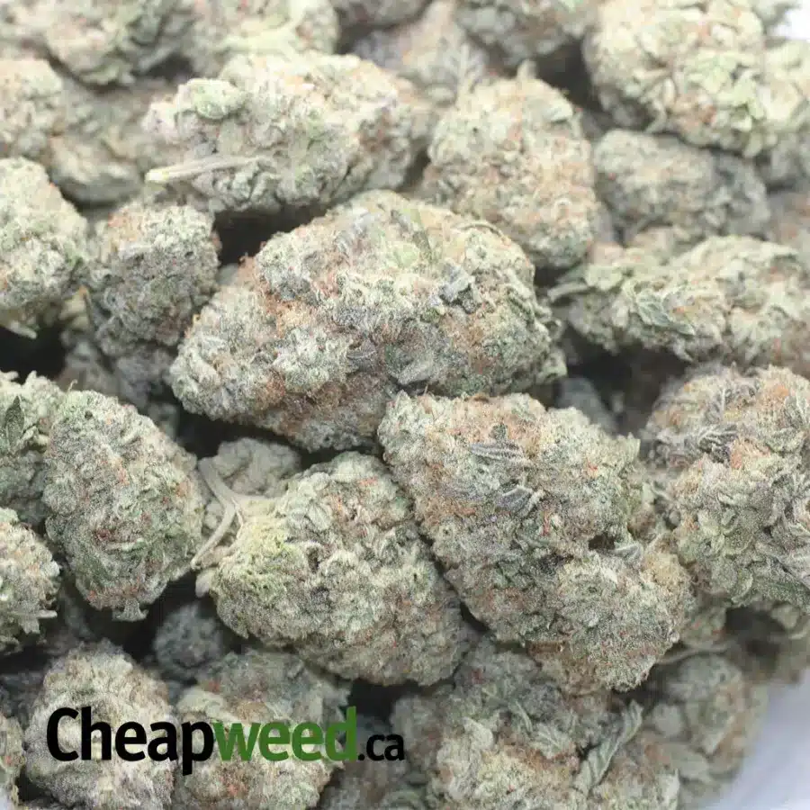 SWEET TOOTH 1 I Sweet Tooth