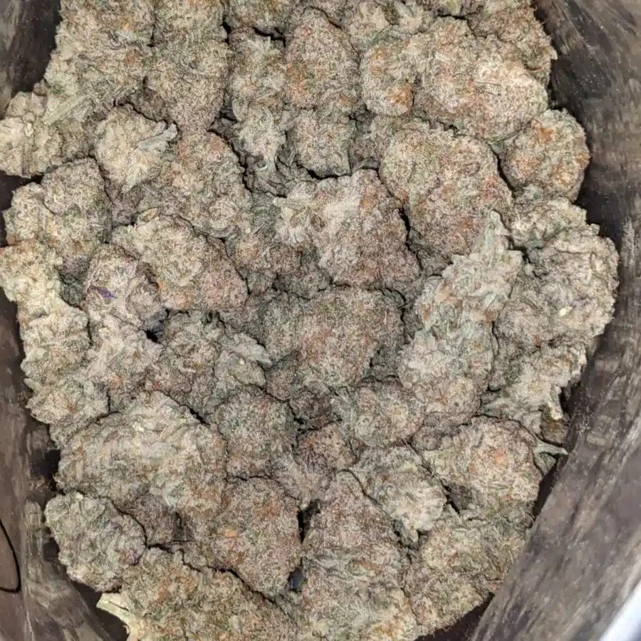 Stardawg 1 1 I Stardawg