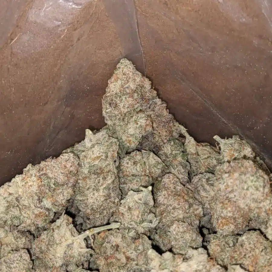 Stardawg 3 1 I Stardawg