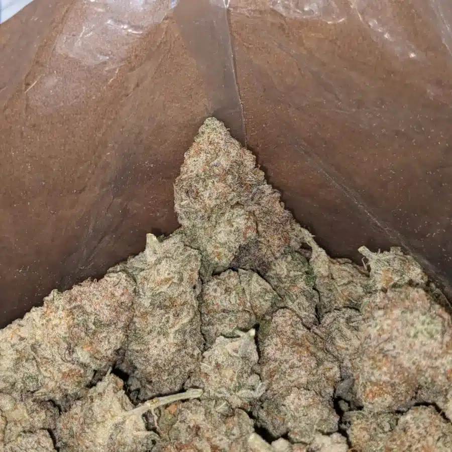 Stardawg 4 I Stardawg