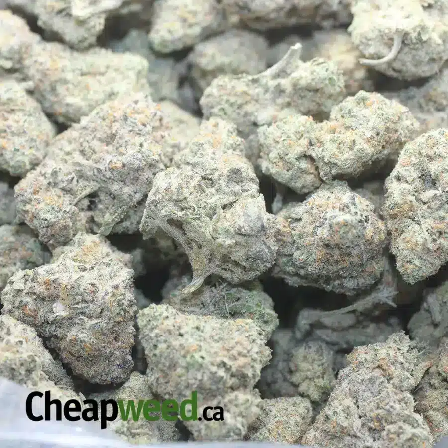 WHITE BERRY 1 I $ 52 Oz - White Berries