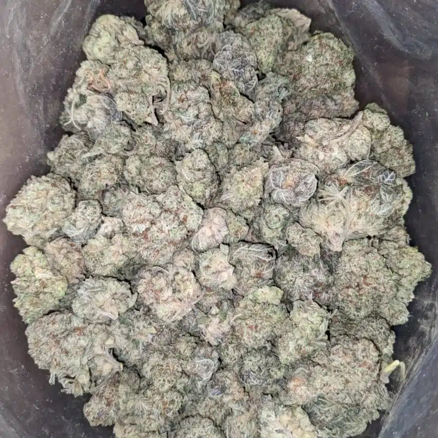 White Berry