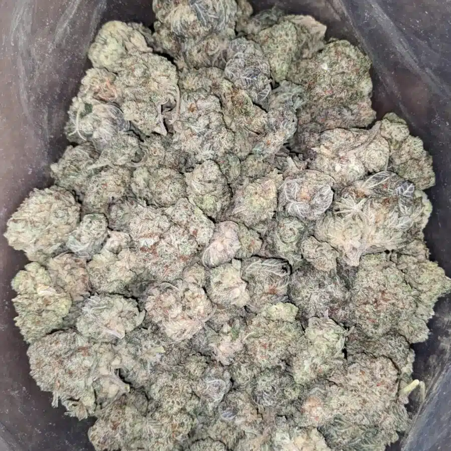 Alternative view of White Berry