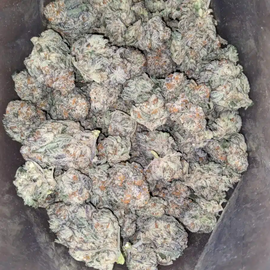 Wtf kush 2 1 I WTF Kush