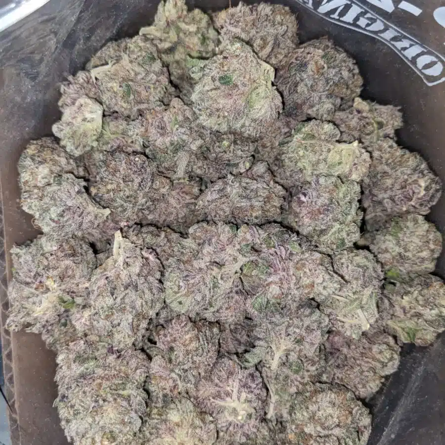 Blueberry YumYum