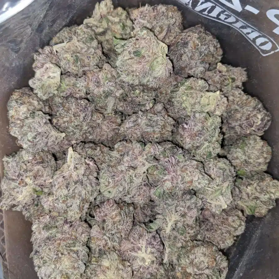 Alternative view of Blueberry YumYum