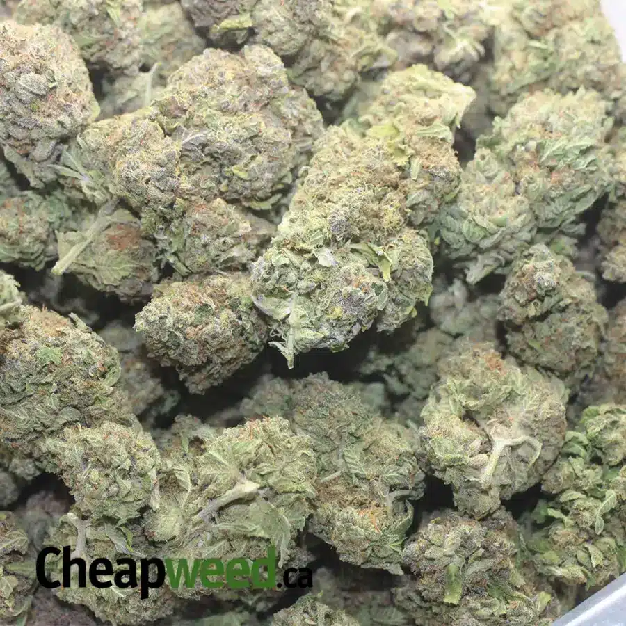 CITRUS 1 I $ 47 Oz - Citrus
