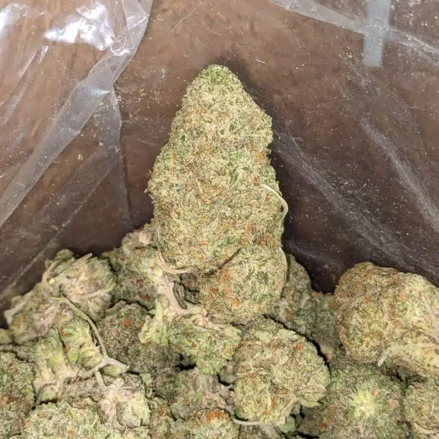 Citrus 3 1 I Citrus
