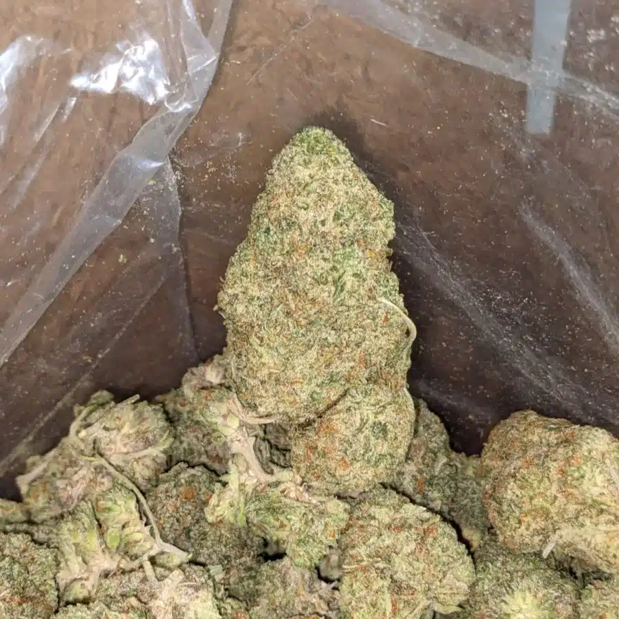 Citrus 4 I Citrus