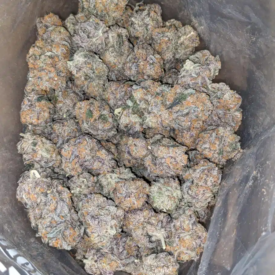 Grape Gasoline 1 I Grape Gasoline