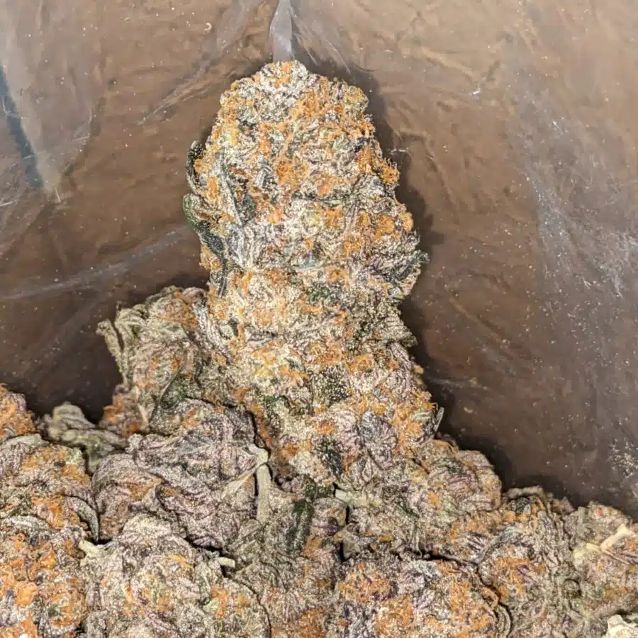 Grape Gasoline 3 I Grape Gasoline