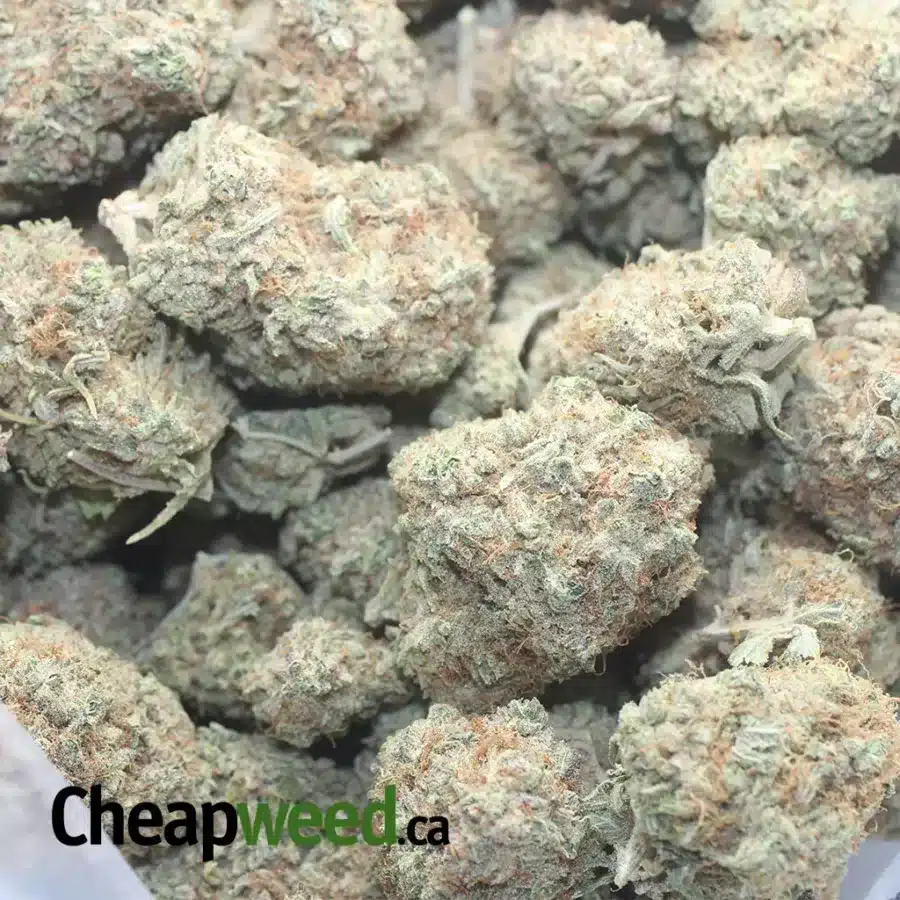ISLAND SWEET SKUNK 1 I Island Sweet Skunk