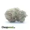 Island Sweet Skunk
