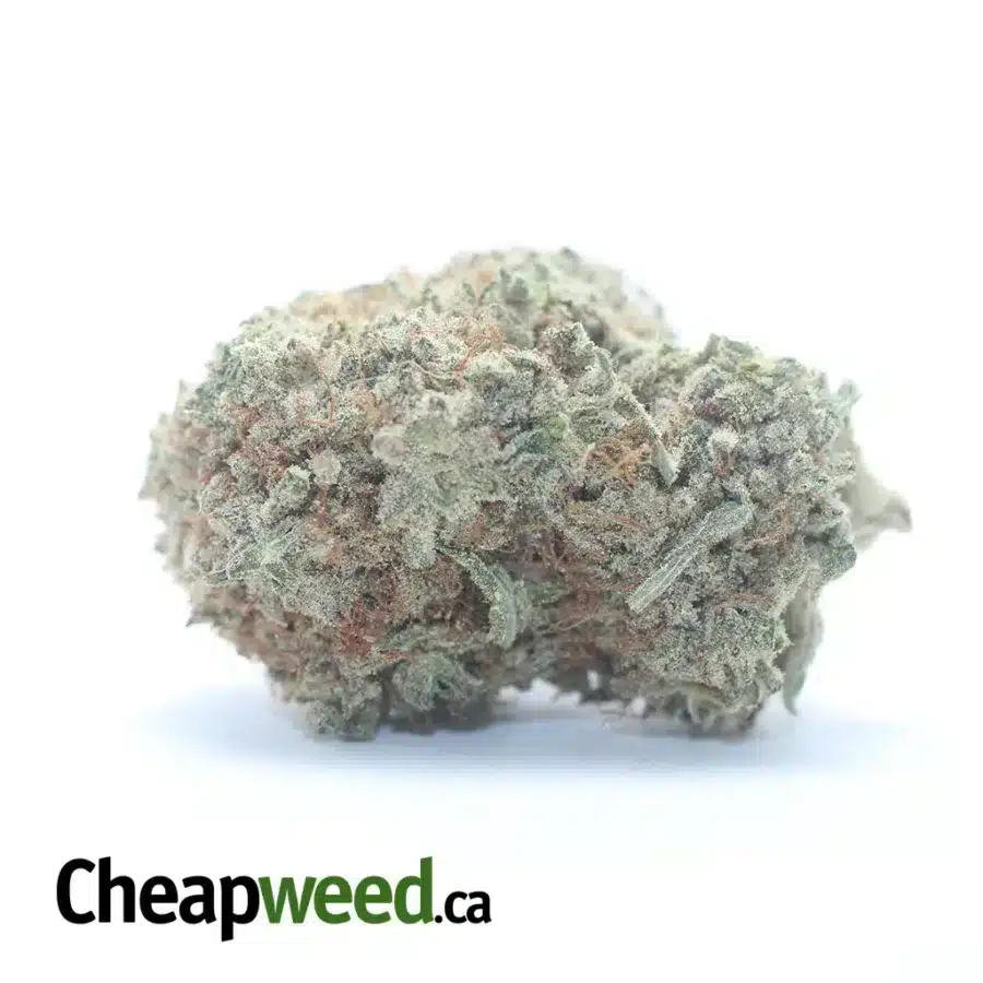 Island Sweet Skunk