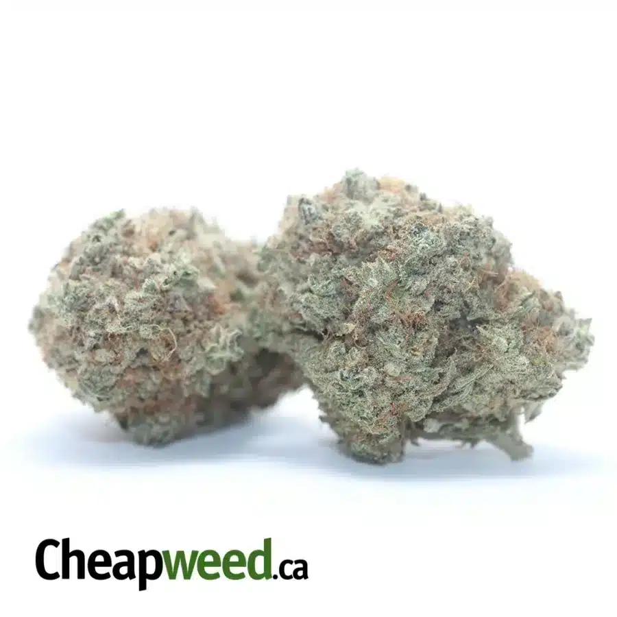 Alternative view of Island Sweet Skunk