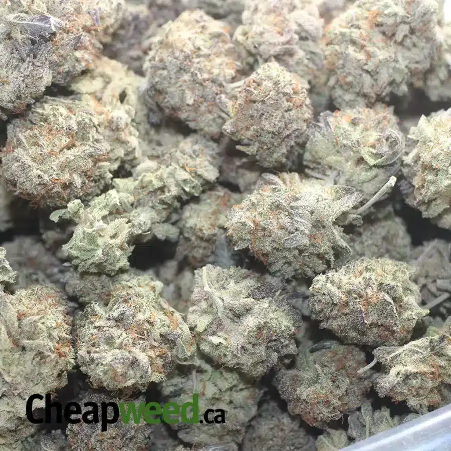 JETFUEL GELATO 1 I Jetfuel Gelato